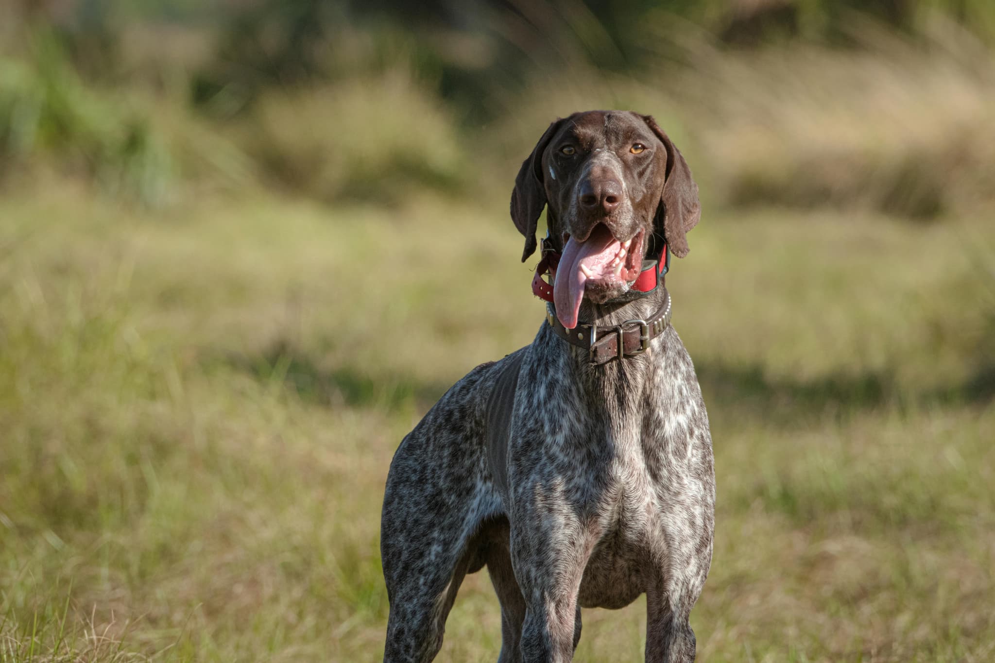 Erb's Point Murmur: Understanding This Unique Cardiac Sound | Harmony ...