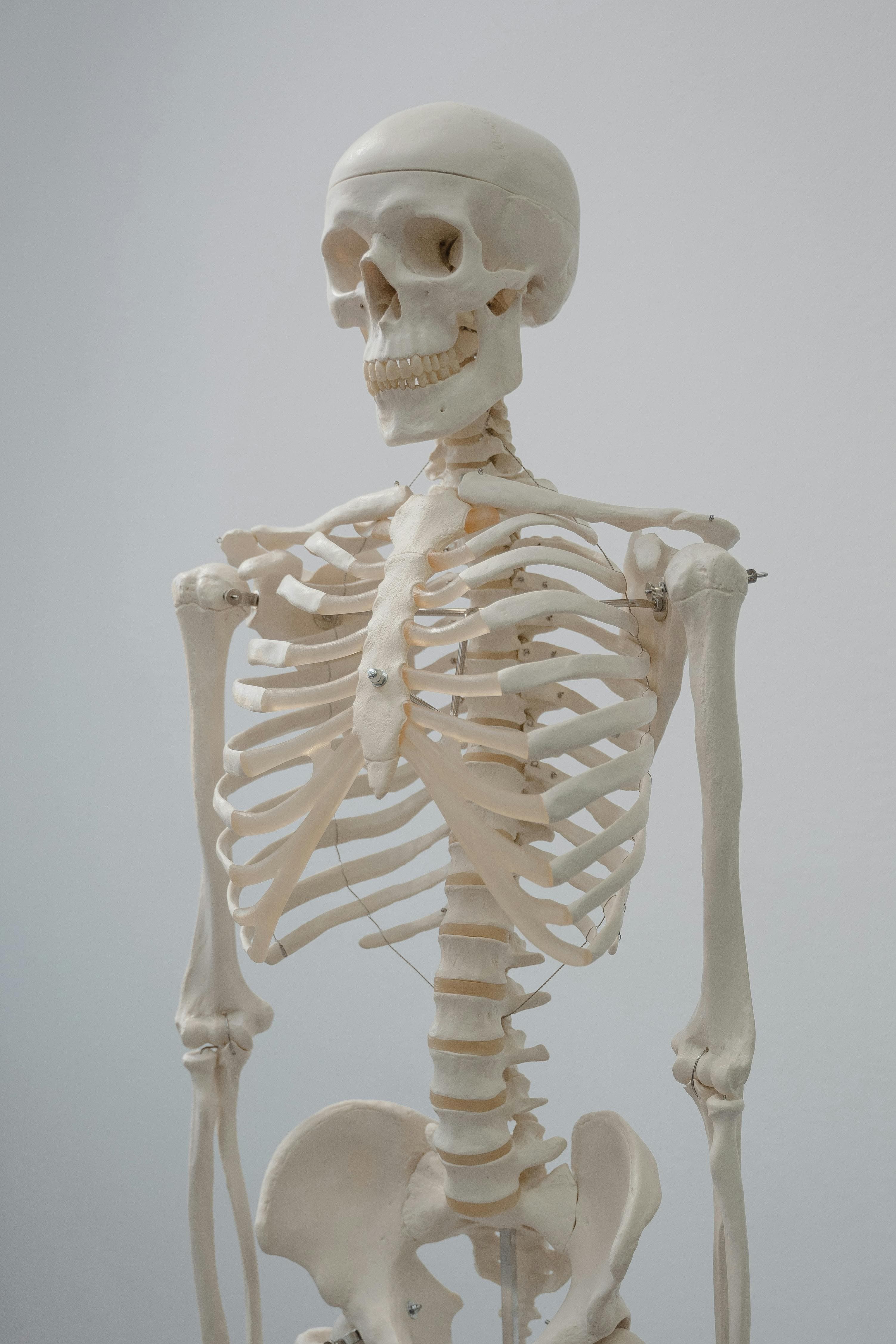 Anatomy of the shoulder showing clavicle, scapula, and proximal humerus