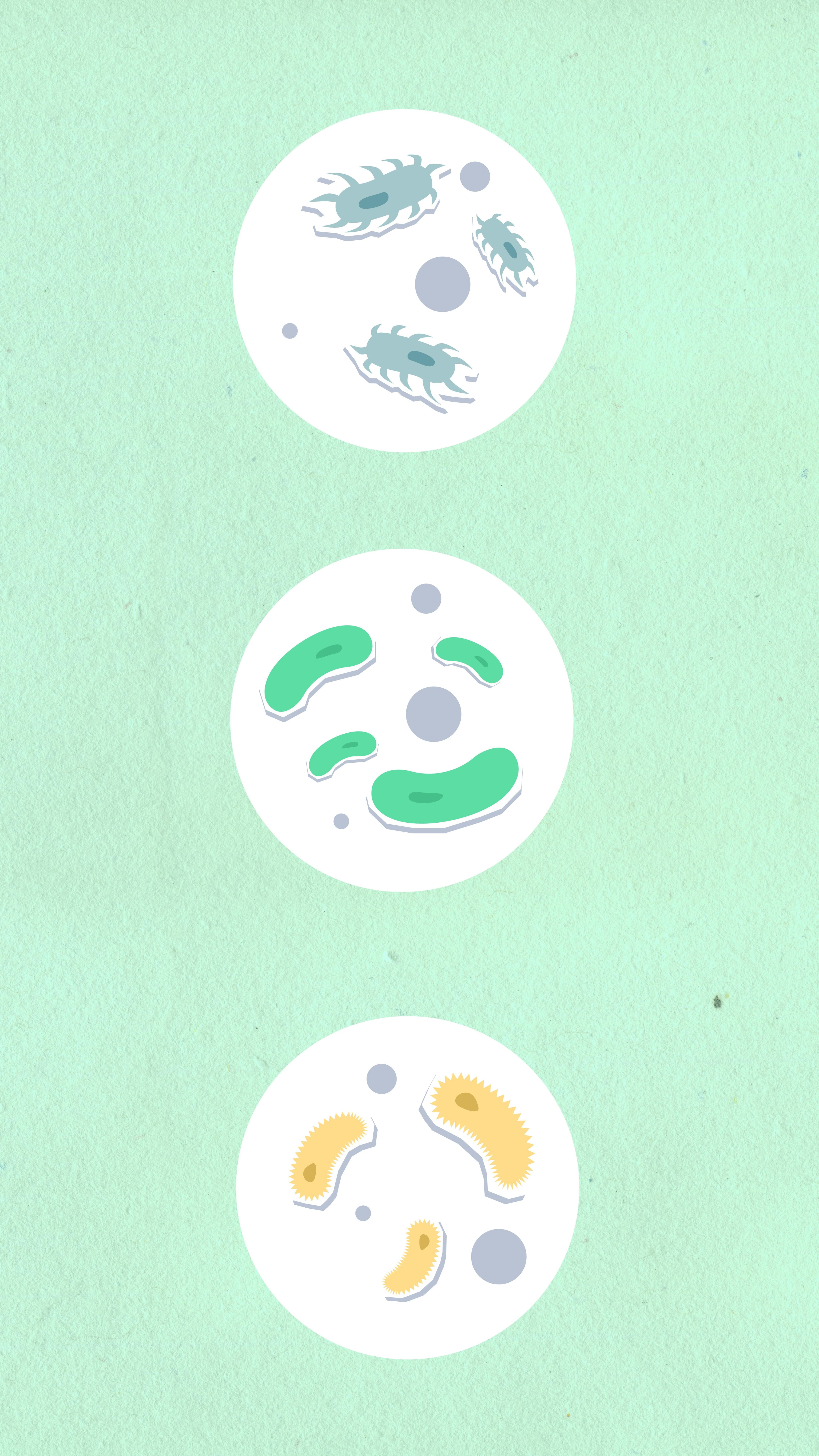 A microscopic view of various blood cells