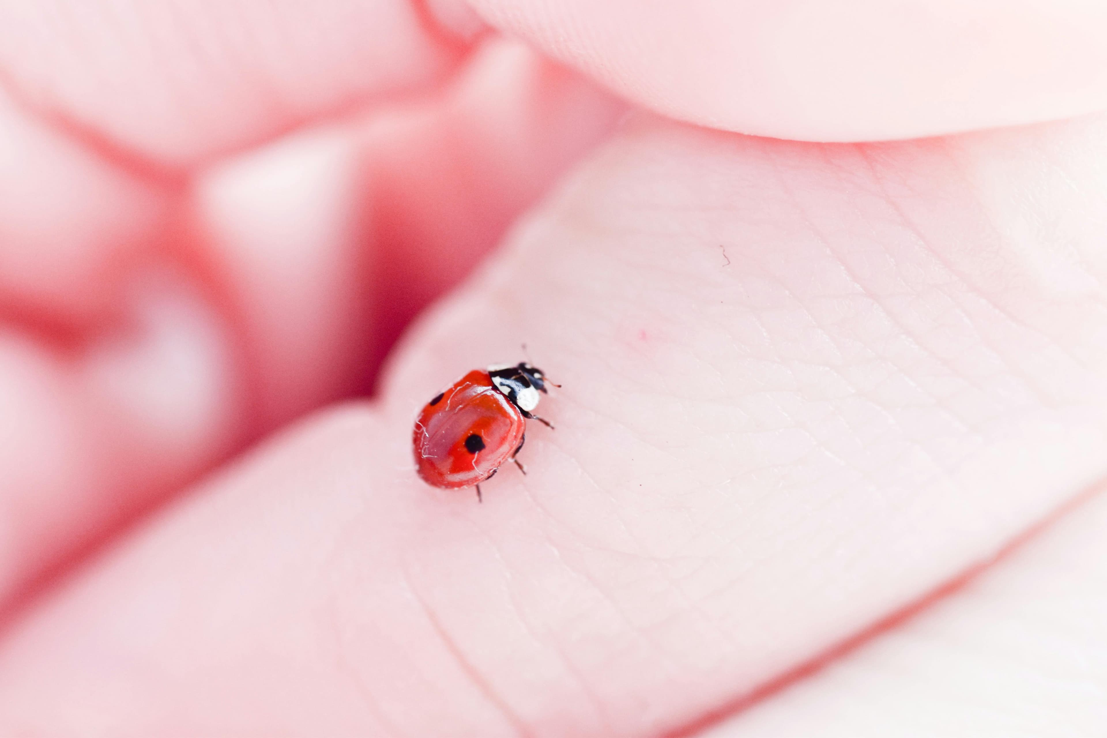 Close-up of a red, itchy rash caused by carpet beetle exposure on human skin