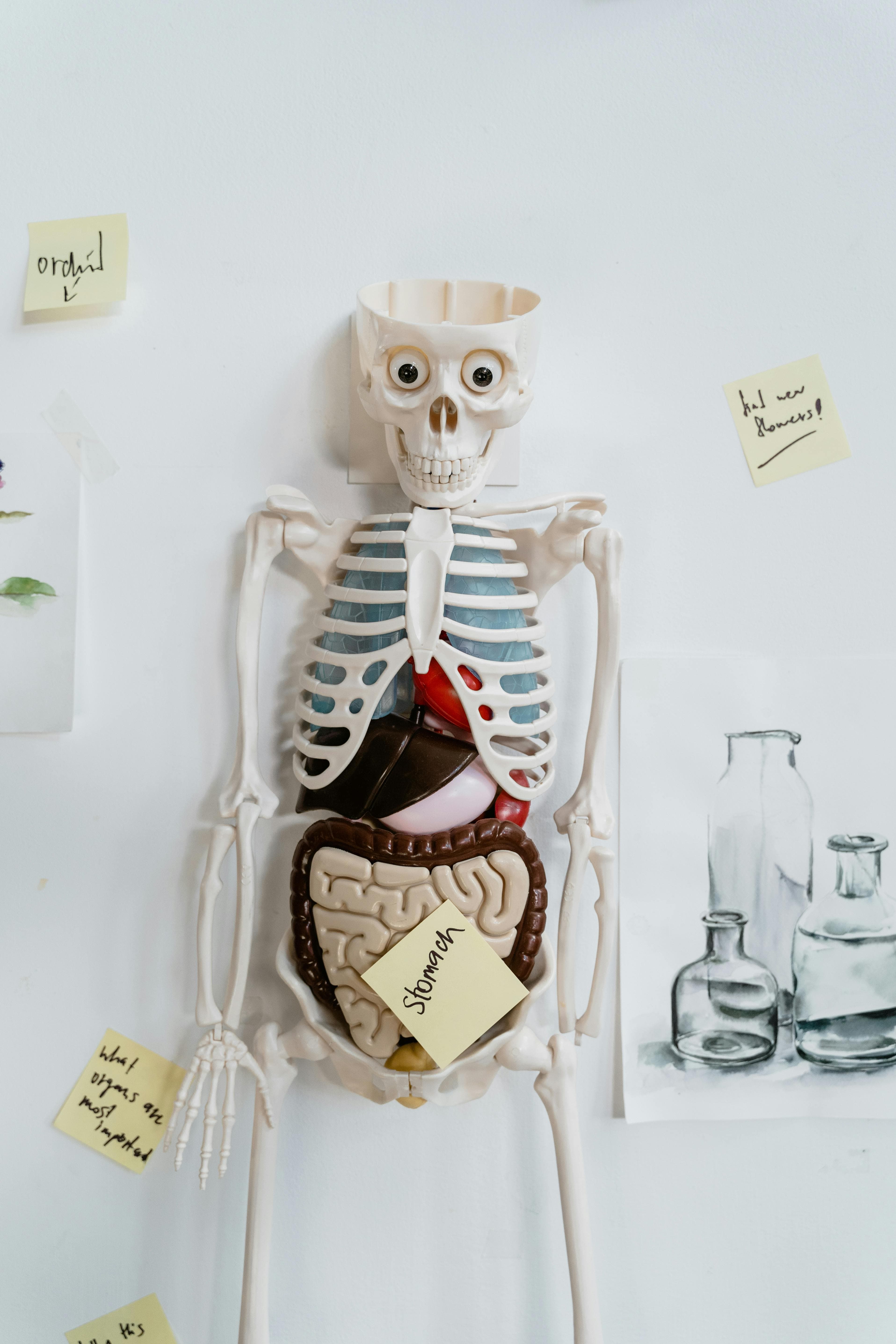 Anatomical diagram of the gallbladder and surrounding organs